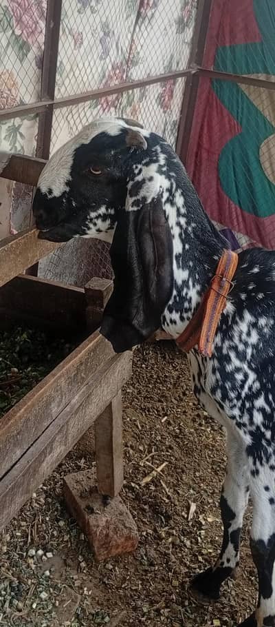 desi bakri for sale