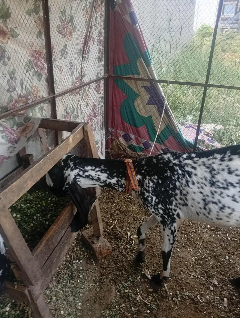 desi bakri for sale — photo 2
