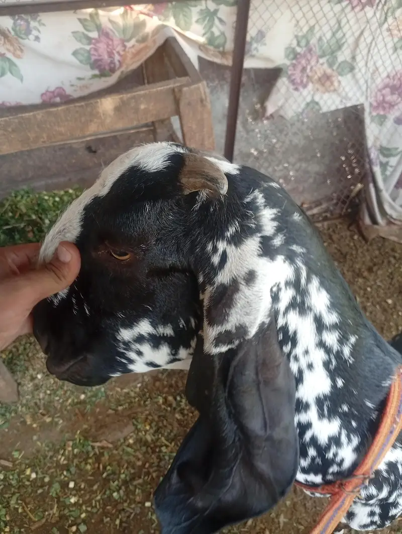 desi bakri for sale — photo 3