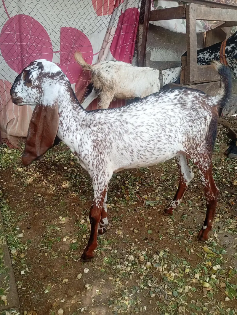 desi bakri for sale — photo 4