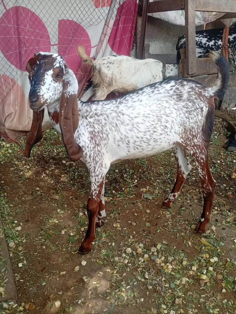 desi bakri for sale — photo 5