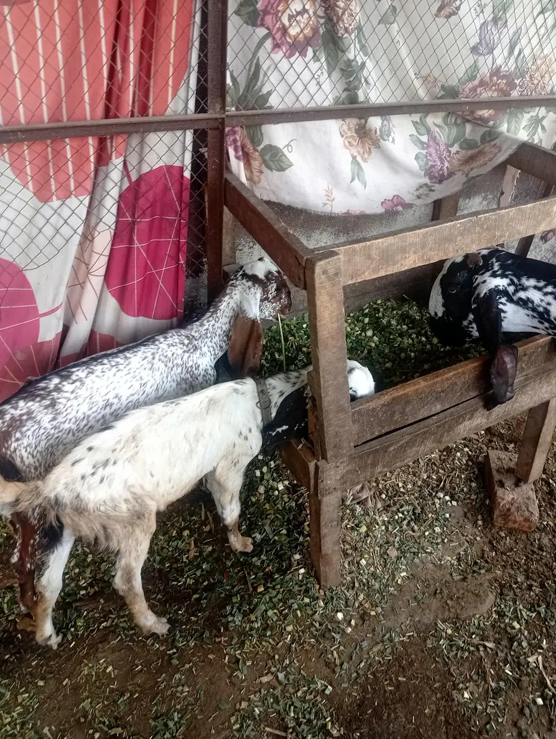 desi bakri for sale — photo 6