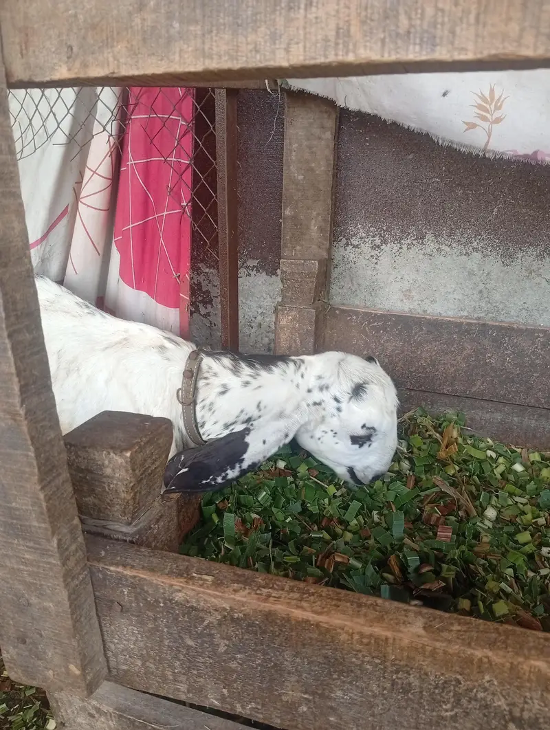 desi bakri for sale — photo 7