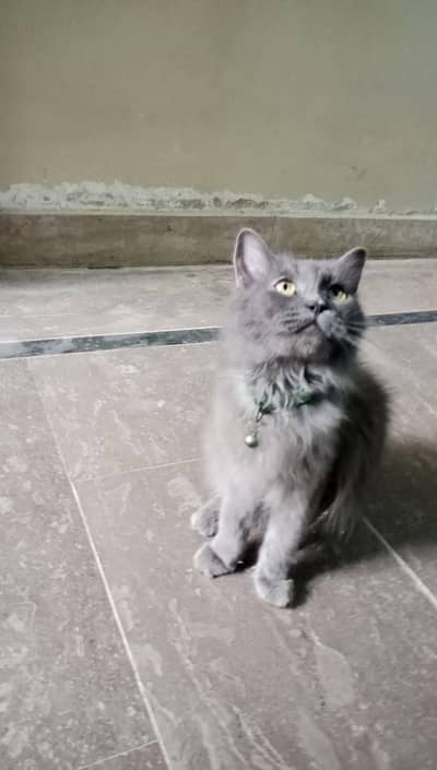 female cat