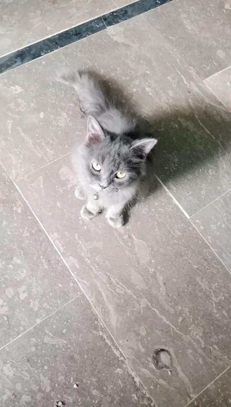 female cat — photo 2