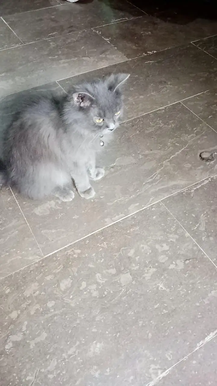 female cat — photo 3