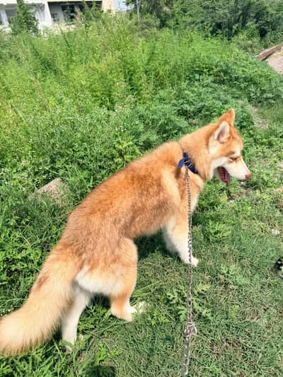 Siberian husky for sale