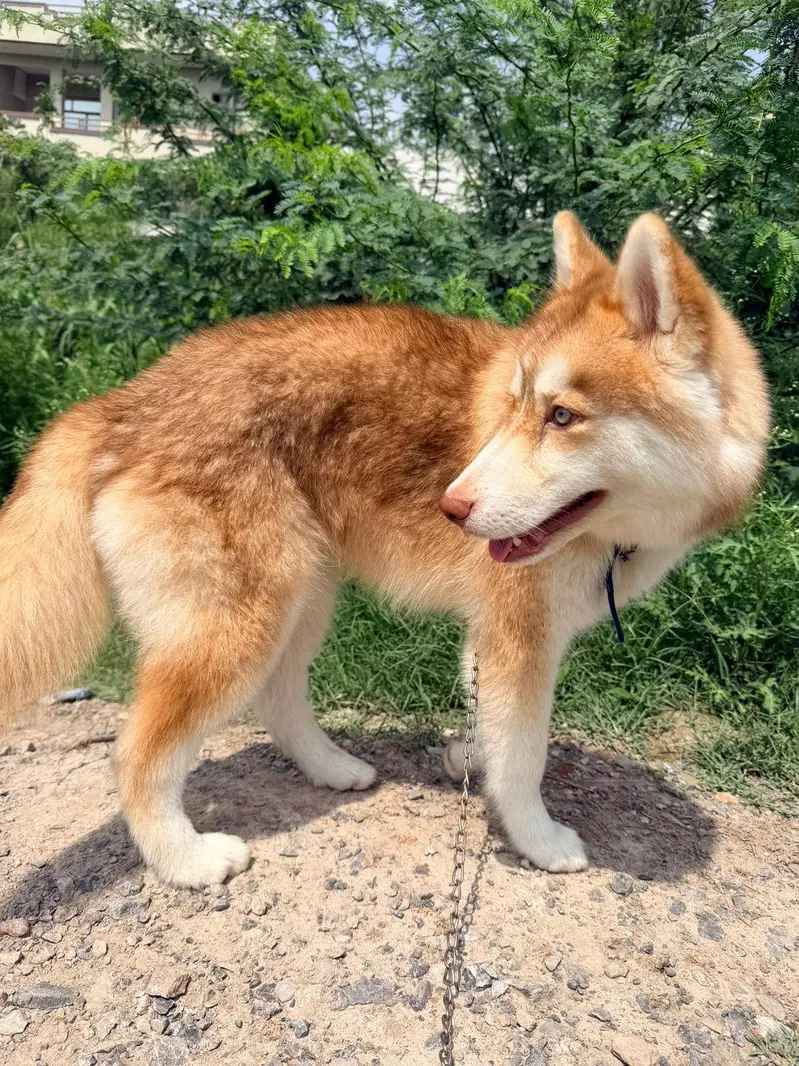 Siberian husky for sale — photo 2