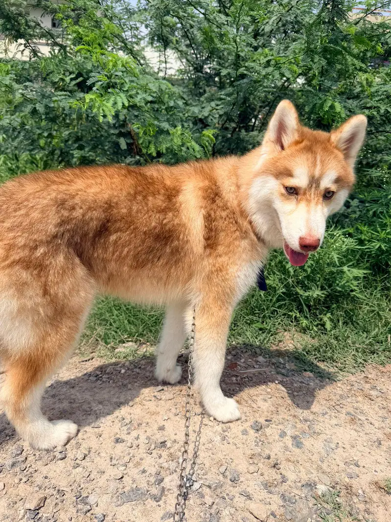 Siberian husky for sale — photo 3