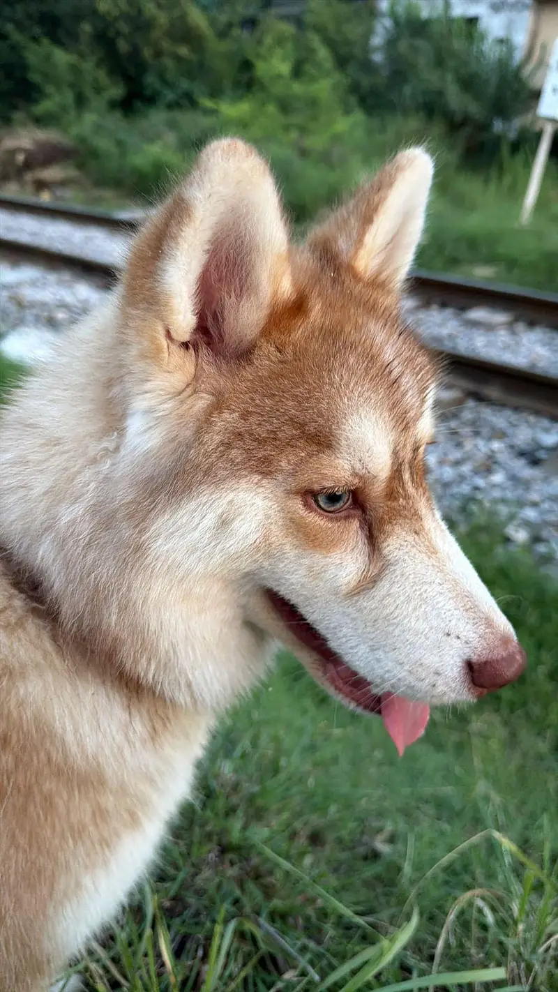 Siberian husky for sale — photo 4
