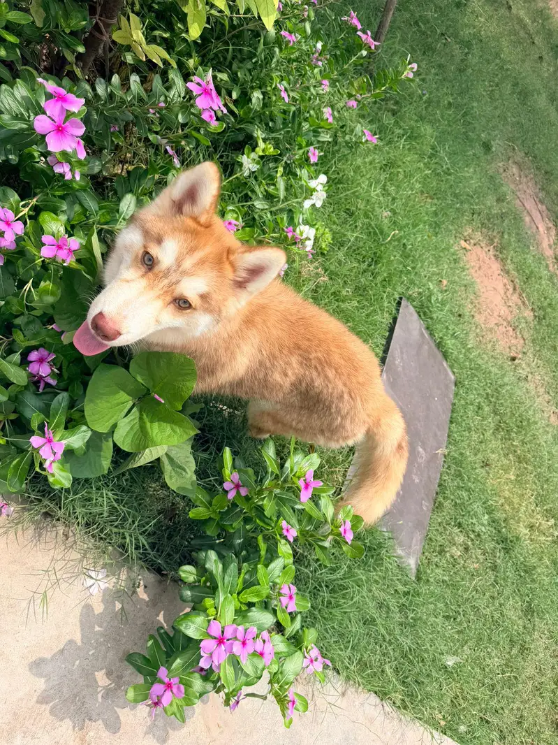 Siberian husky for sale — photo 5