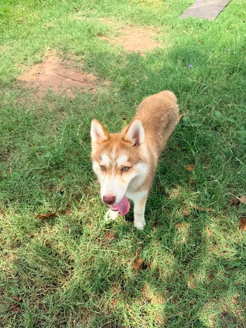 Siberian husky for sale — photo 6