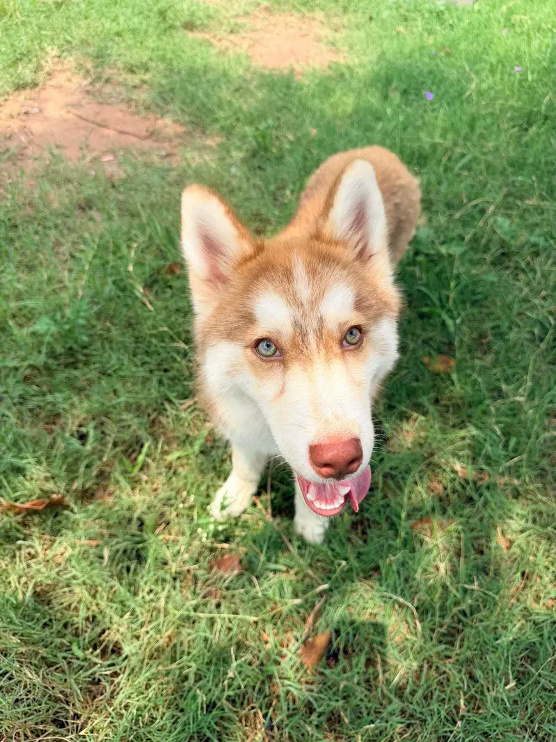 Siberian husky for sale — photo 7