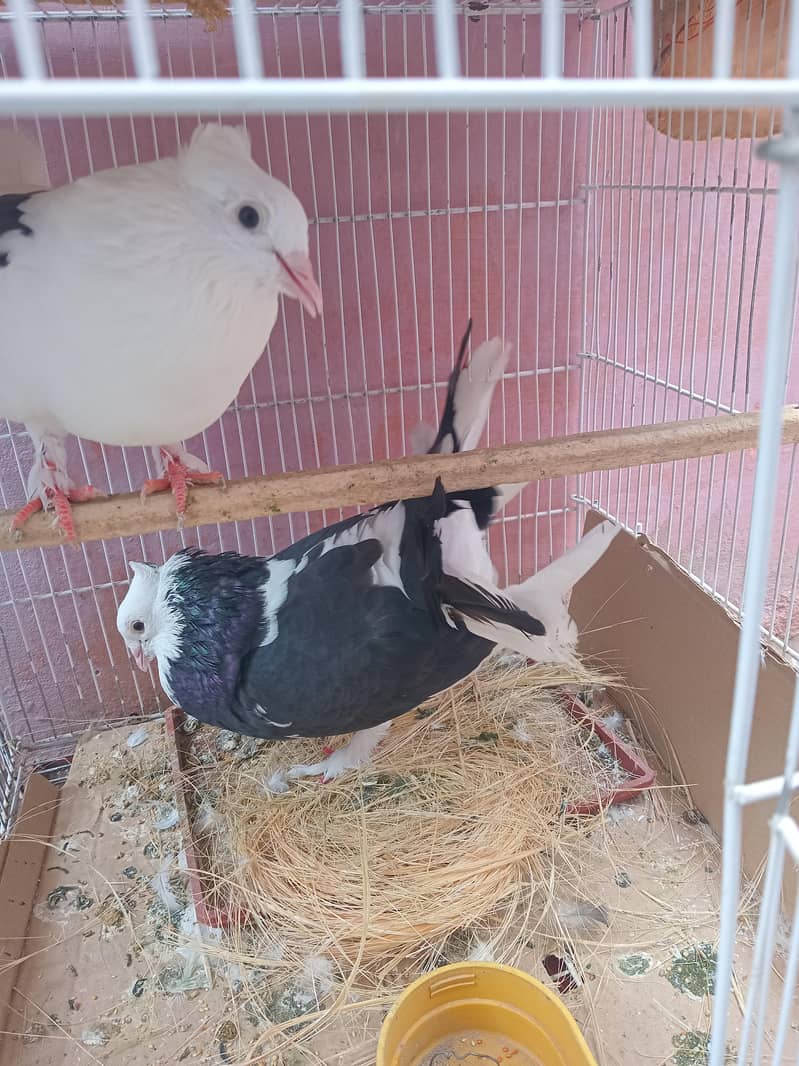 pigeon 0