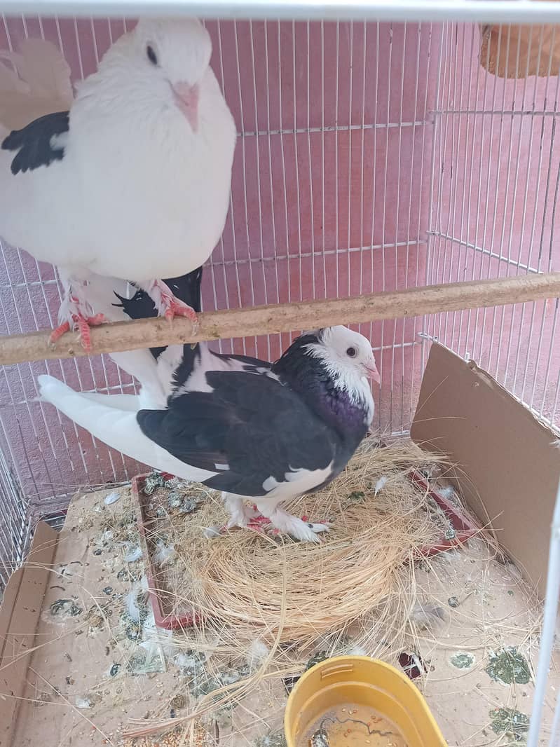 pigeon 1