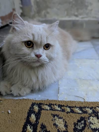 punch face Persian female cat