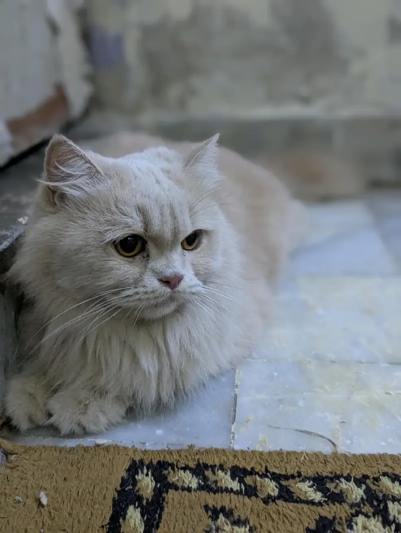 punch face Persian female cat — photo 2