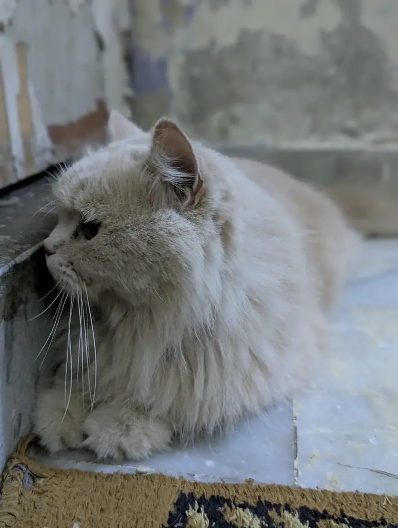punch face Persian female cat — photo 3