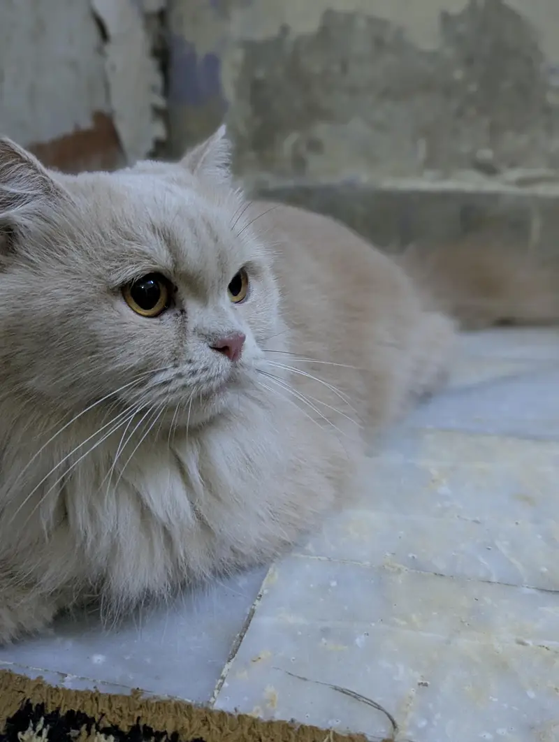punch face Persian female cat — photo 4