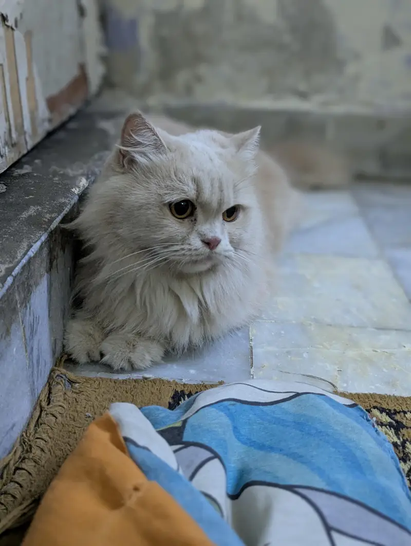 punch face Persian female cat — photo 5
