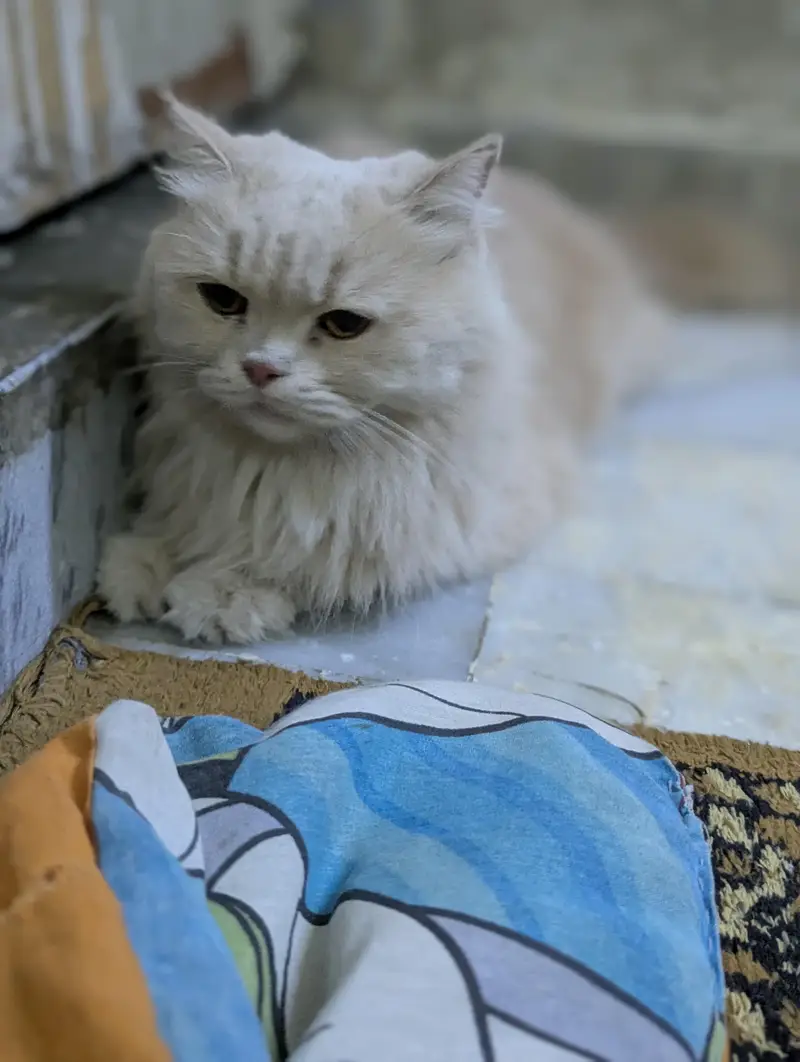 punch face Persian female cat — photo 6
