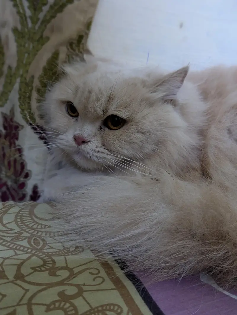 punch face Persian female cat — photo 7