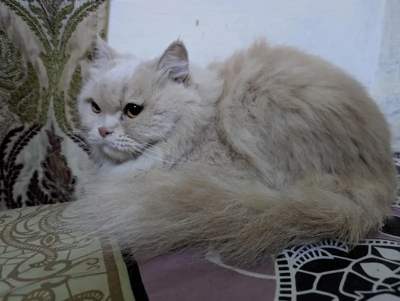 punch face Persian female cat — photo 8