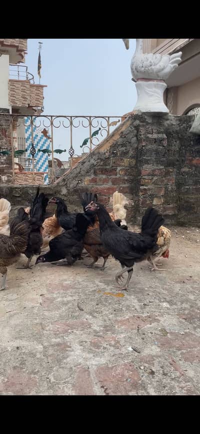 Golden misri starter pathi available tayar he desi khurak se Pali