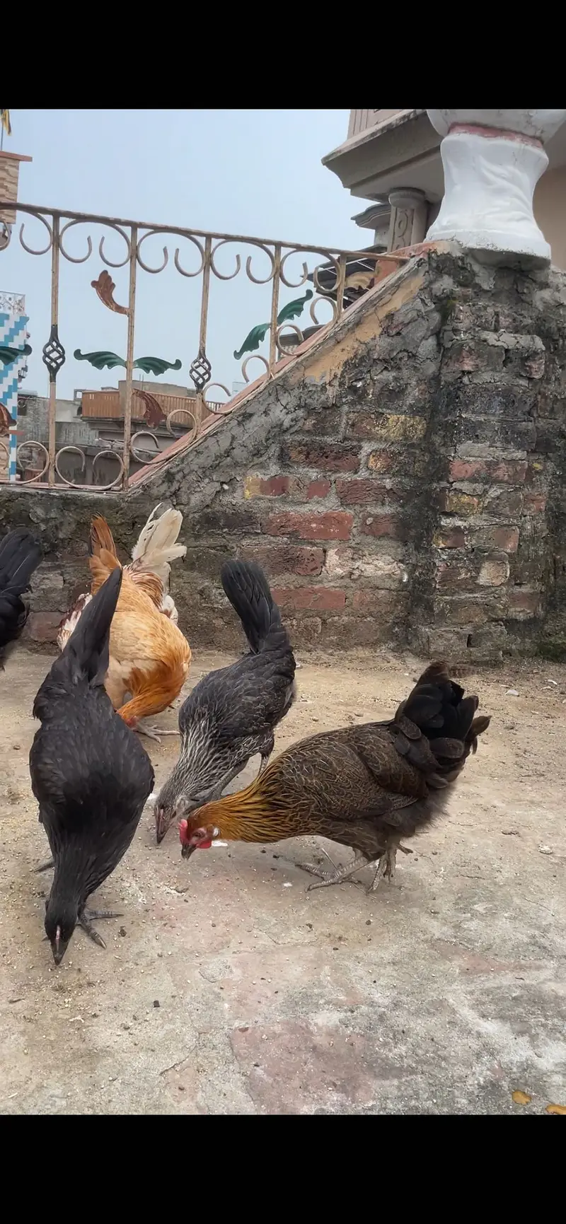 Golden misri starter pathi available tayar he desi khurak se Pali — photo 2