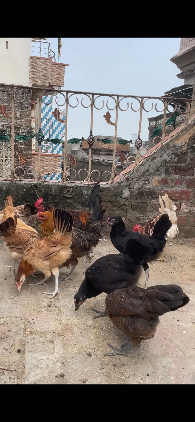 Golden misri starter pathi available tayar he desi khurak se Pali — photo 3
