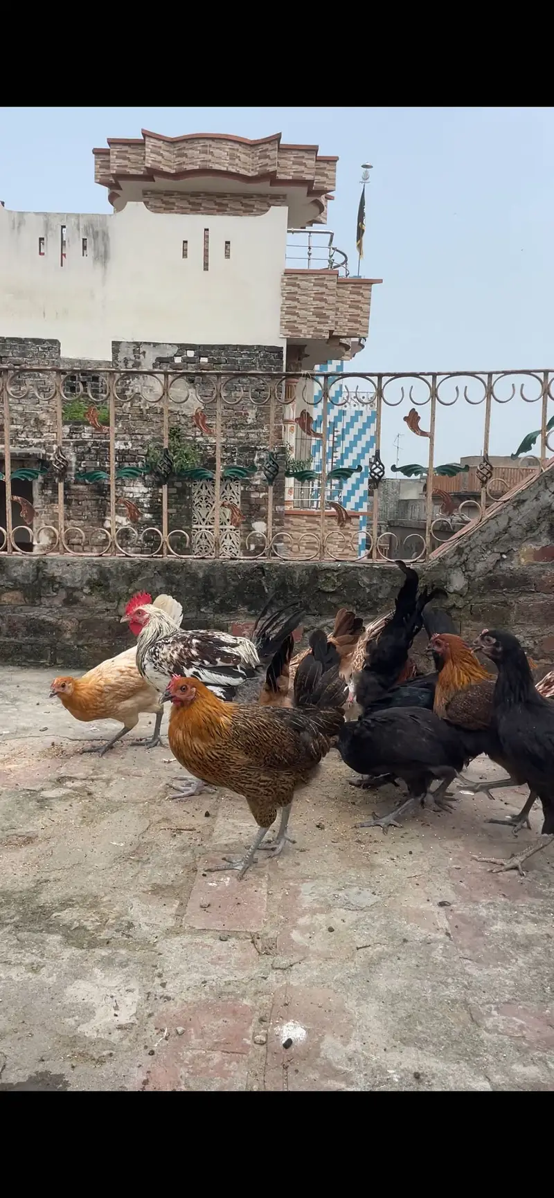 Golden misri starter pathi available tayar he desi khurak se Pali — photo 4