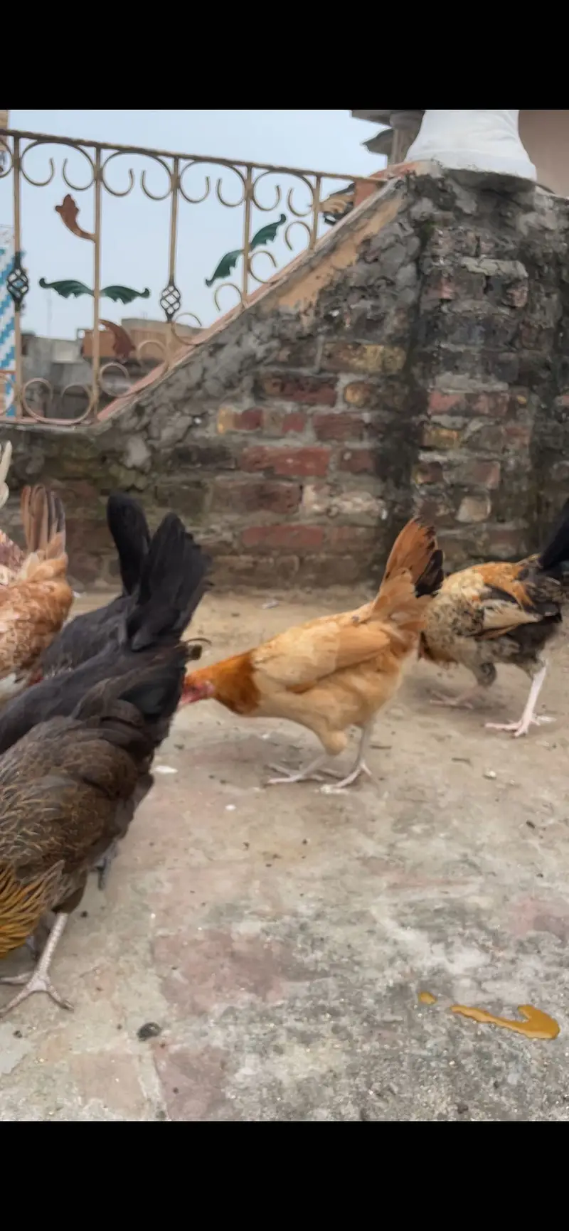 Golden misri starter pathi available tayar he desi khurak se Pali — photo 5