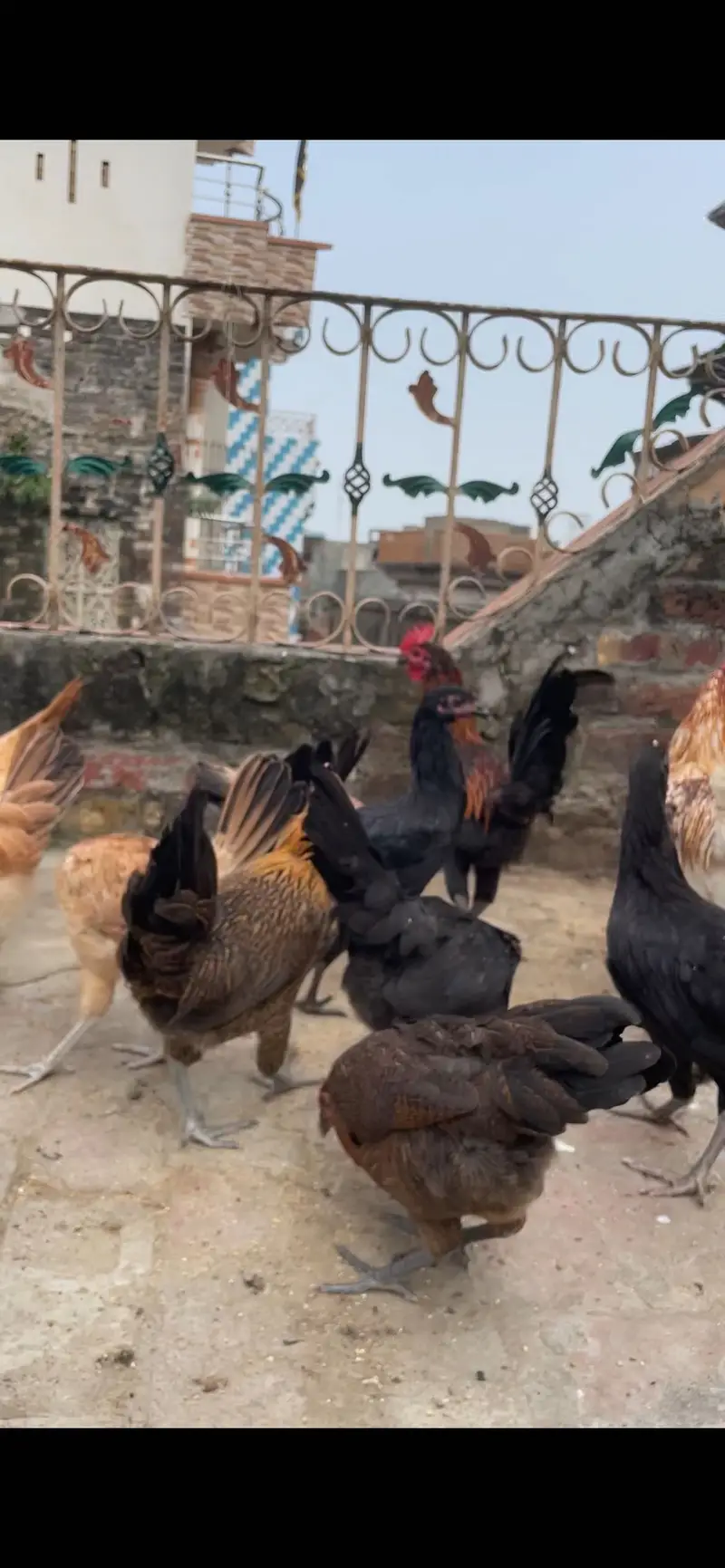 Golden misri starter pathi available tayar he desi khurak se Pali — photo 6