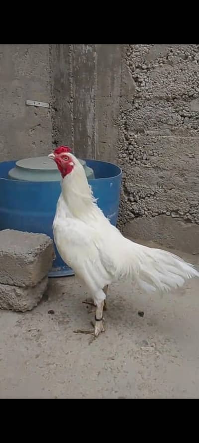 Aseel Heera pepper white