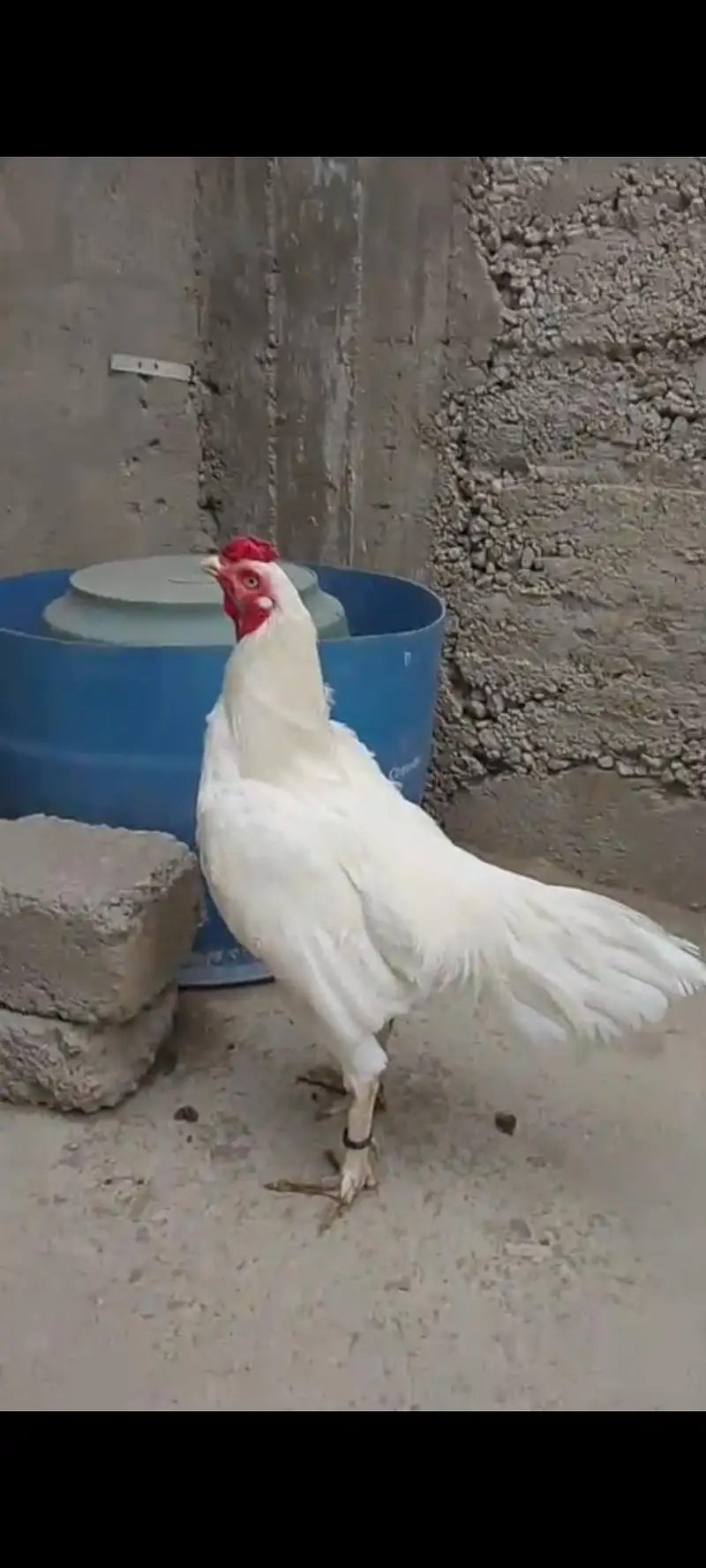 Aseel Heera pepper white — photo 6