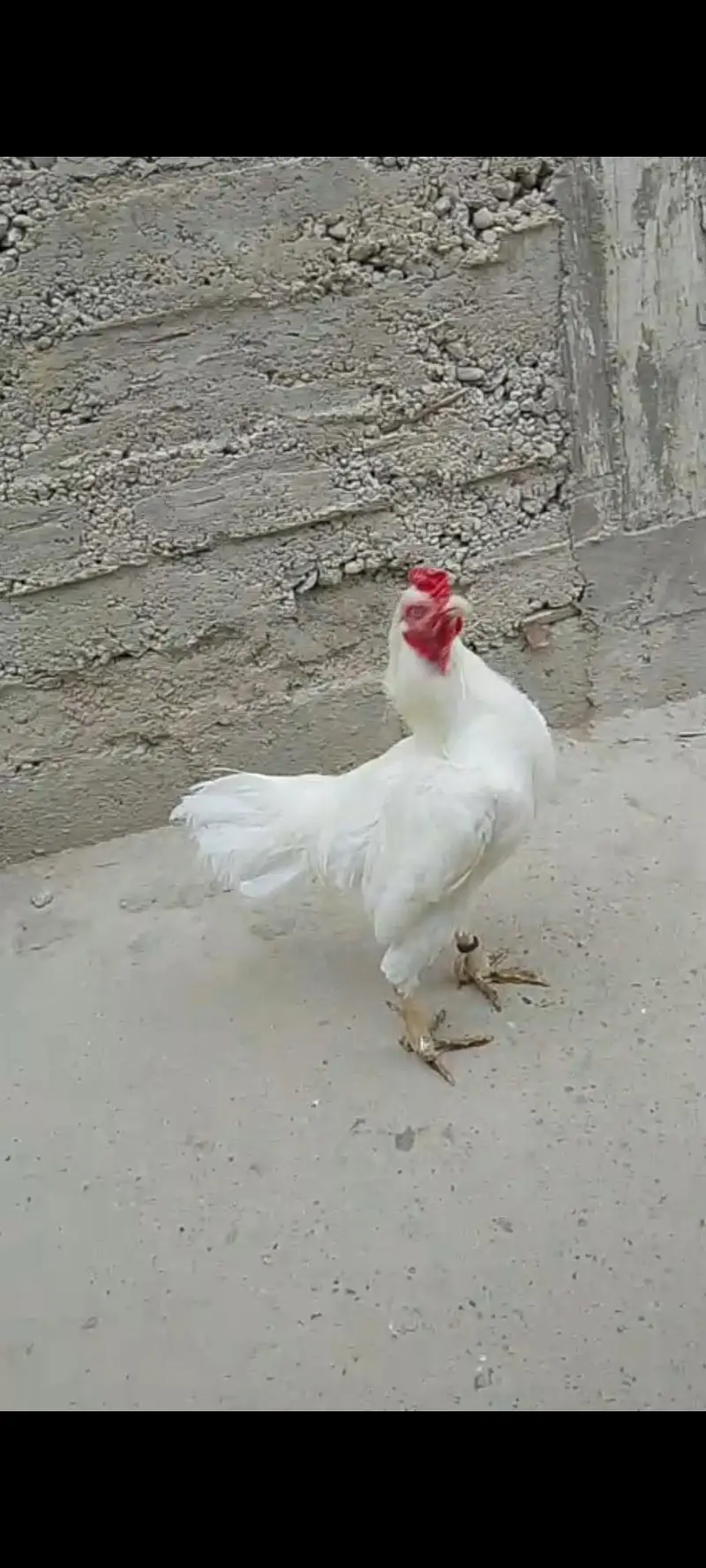 Aseel Heera pepper white — photo 9