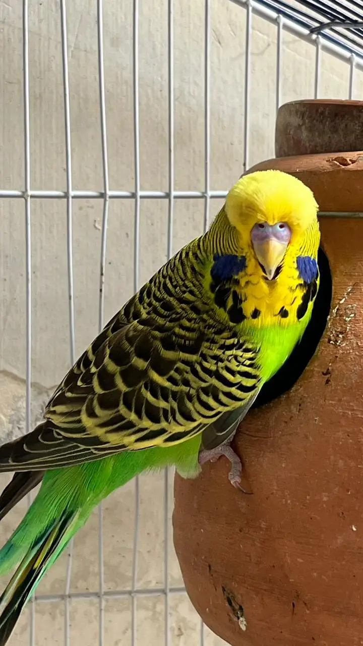 Top Quality breeder male ha cross video bhi ha — photo 4