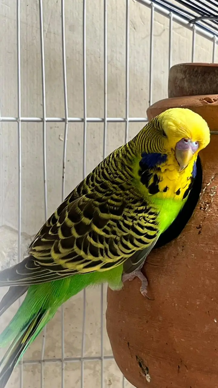 Top Quality breeder male ha cross video bhi ha — photo 5