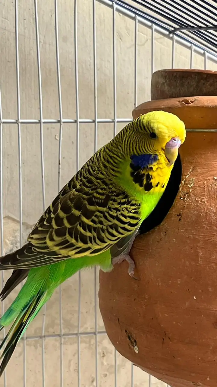Top Quality breeder male ha cross video bhi ha — photo 6