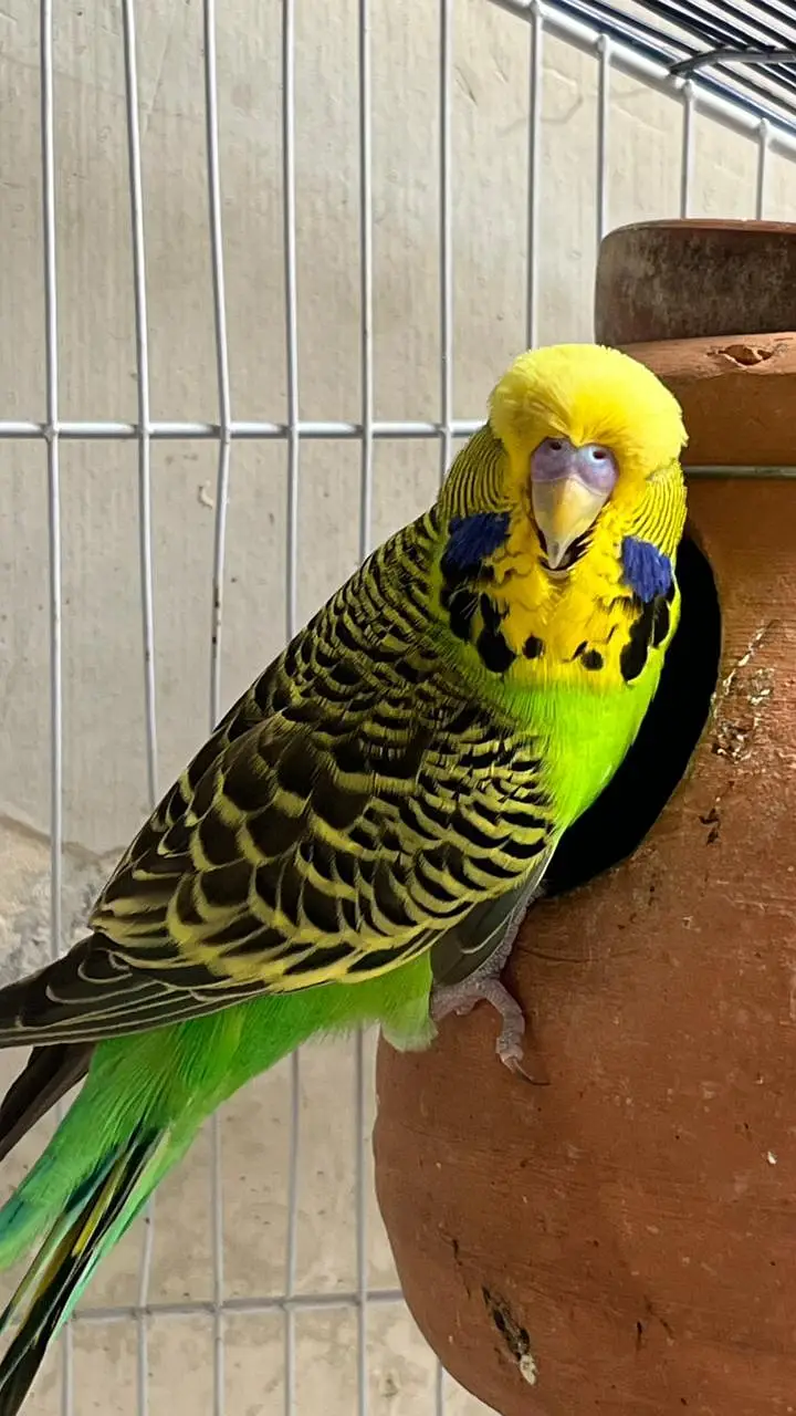 Top Quality breeder male ha cross video bhi ha — photo 7