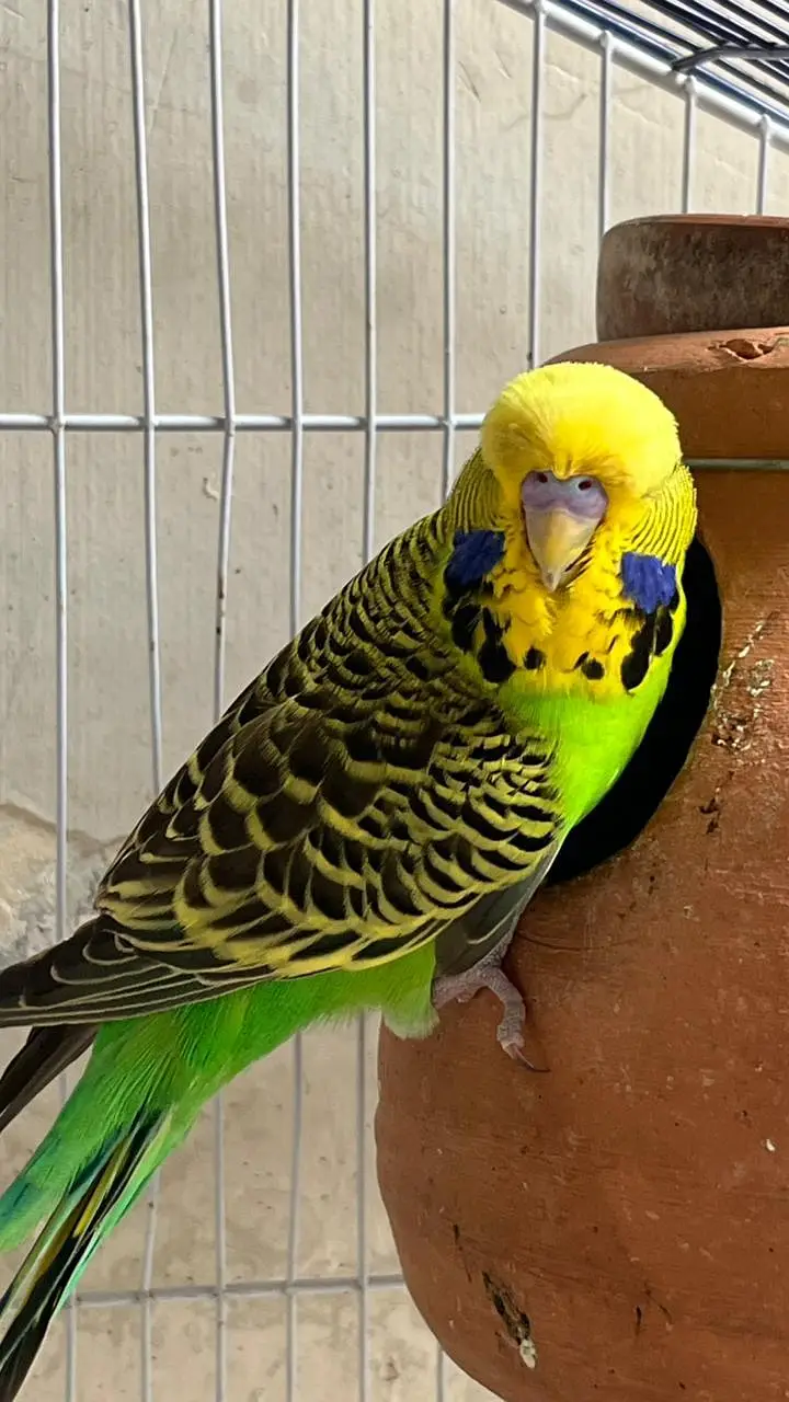 Top Quality breeder male ha cross video bhi ha — photo 8