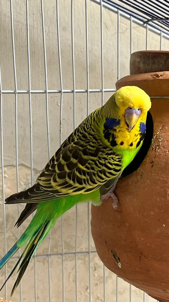 Top Quality breeder male ha cross video bhi ha — photo 9