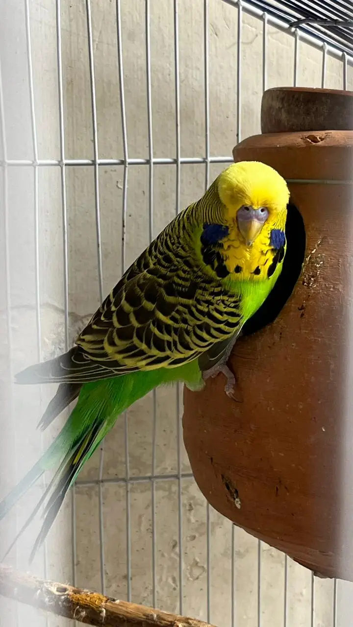 Top Quality breeder male ha cross video bhi ha — photo 10
