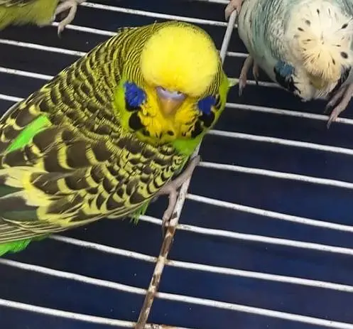 Top Quality breeder male ha cross video bhi ha — photo 11