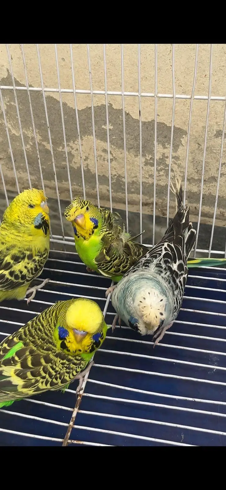 Top Quality breeder male ha cross video bhi ha — photo 12