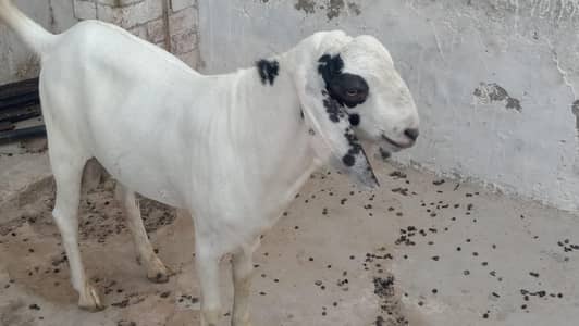 Goat for Sale