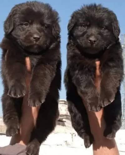 Black Shepherd Puppy Pair | Long Coat | gsd | Dog For sale | Puppies