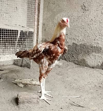 lakha | java | Hera Aseel | Paper White Aseel | Aseel Lasani | Murga