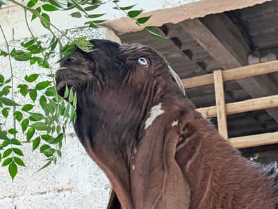 Nagra Breeder Bakra ( Chigga)