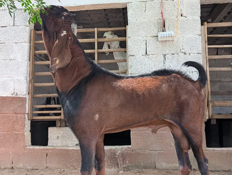 Nagra Breeder Bakra ( Chigga) — photo 2